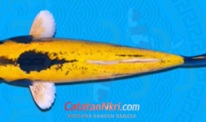 Mengenal Ikan Hias Asli Sukabumi: Domas, Si “Banana Fish” yang Sarat Makna