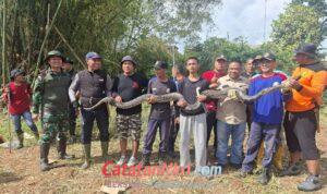 Kerja Bakti Ketua DPRD Berujung Temuan Sanca, Lahan Lama Tak Terurus