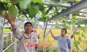 Melon dan Sayuran Hidroponik Loji, Lengkapi Gizi Program MBG