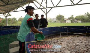 Program MBG Dorong Rantai Pasok Lokal, Budidaya Lele Jadi Tulang Punggung