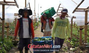 Penghasilan Naik, Uang Sekolah Terjamin, Petani di Cipanas Rasakan Dampak Nyata MBG
