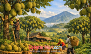 Kekayaan Alam Desa-Desa Kecamatan Cikakak Aneka Macam Durian dari Hasil Perkebunan
